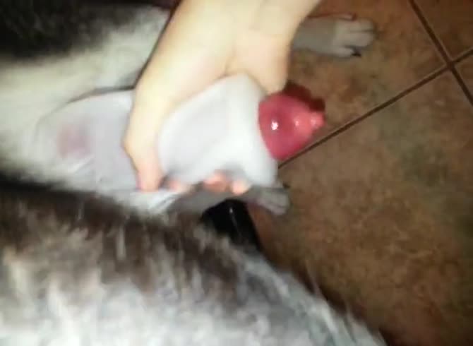 Video :Big erected dog dick got masturbated
